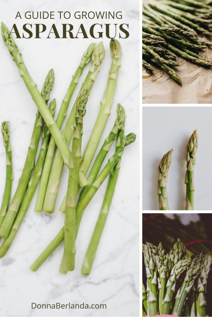A gukde to growing asparagus with four photos of fresh asparagus spears.