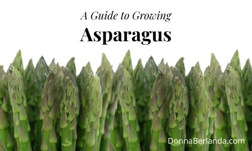 Bunches of fresh asparagus
